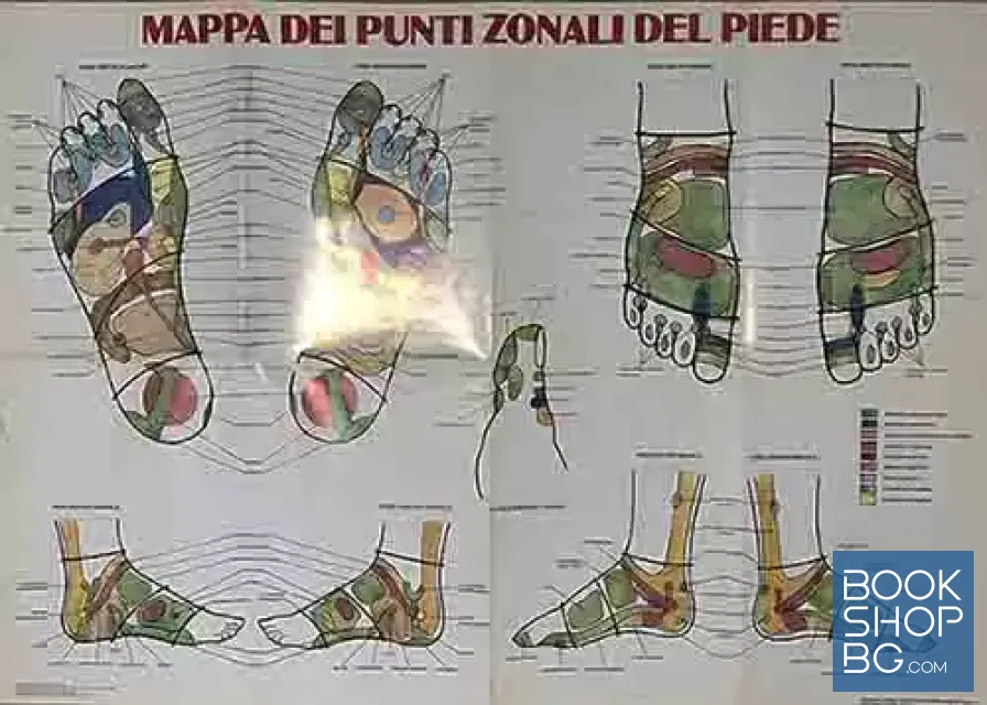 View 2 of Corso base di riflessologia del piede e della mano
