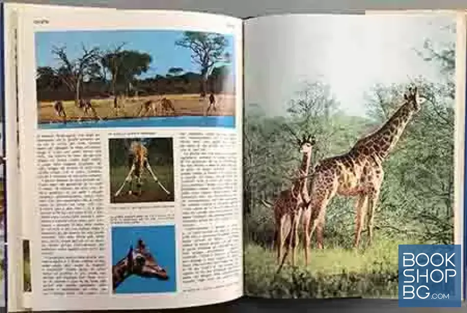 View 3 of Animali di tutto il mondo. Enciclopedia sistemstica. Ecologoca. Etologica